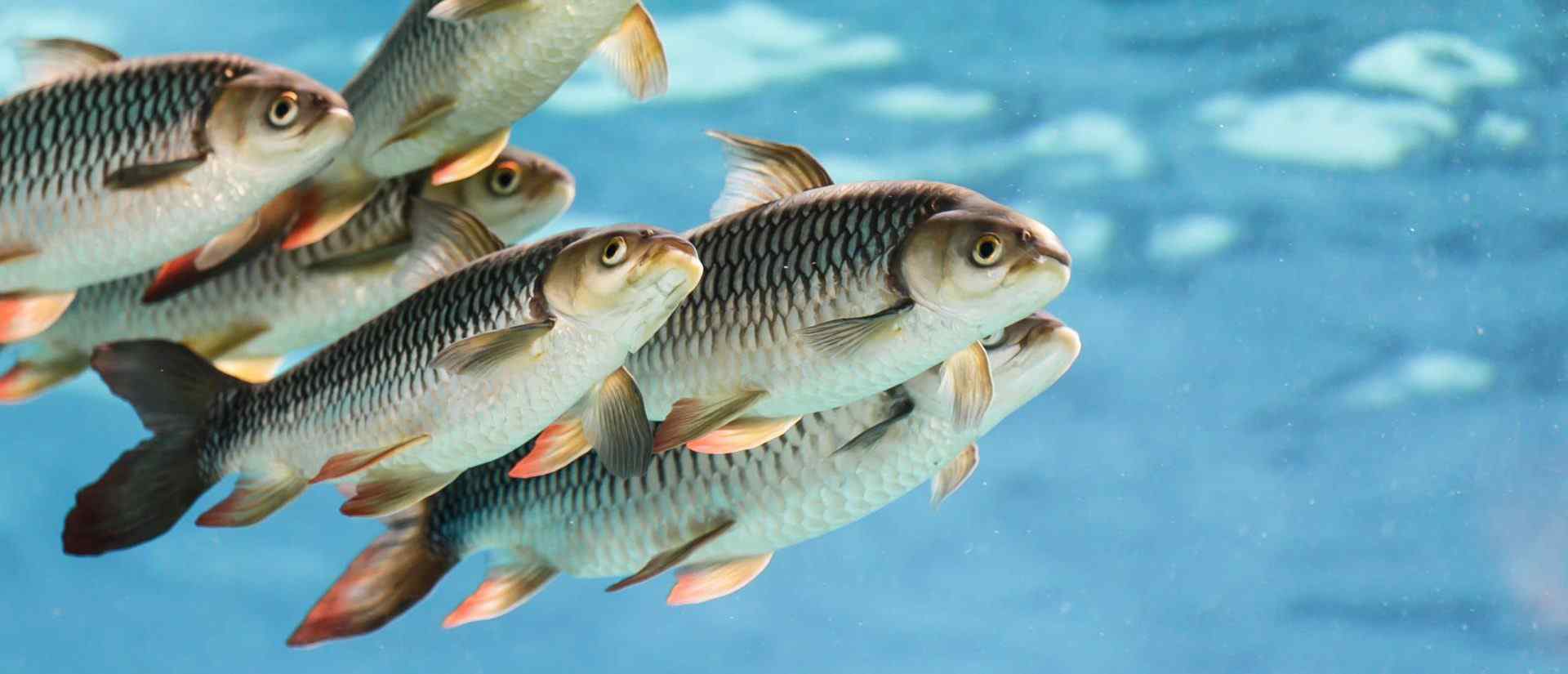 Fish farming