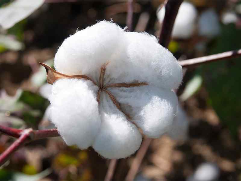 Gossypium herbaceum