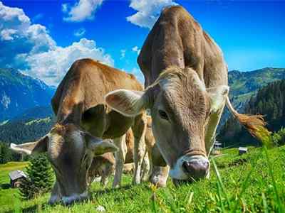 Cattle Farming