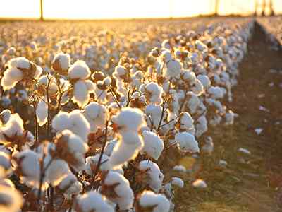 Cotton Farming