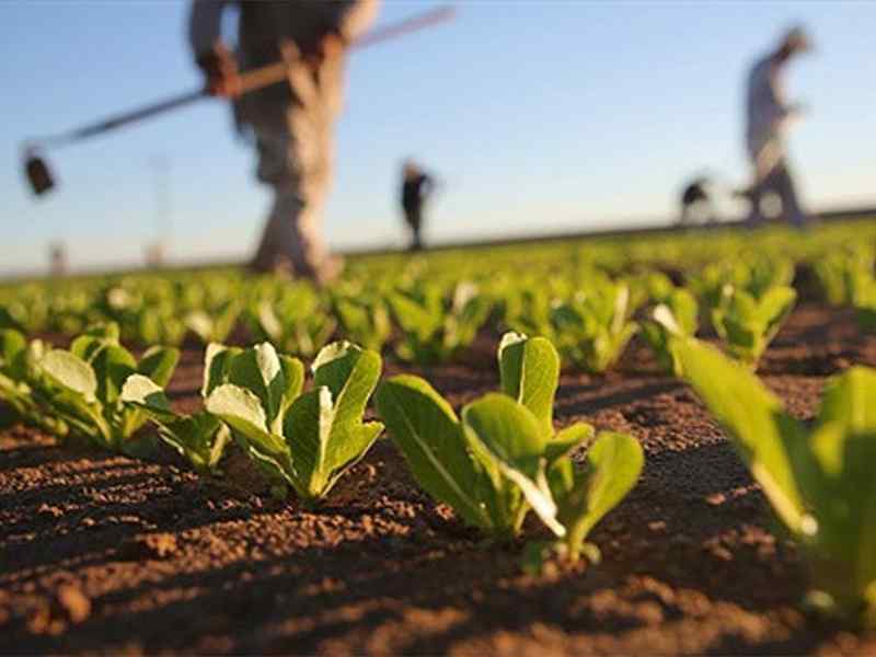 Subsistence Farming.